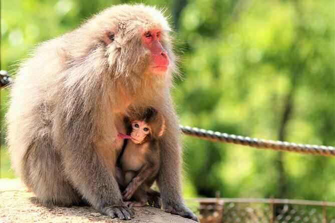 8 Hours Arashiyama Monkey Park Ryoanji and Kinkaku Ji Tour