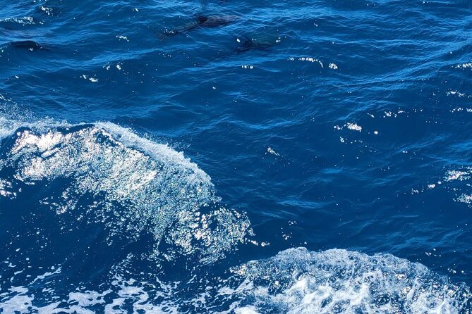 8 Hours Swimming Adventure With Dolphins With Lunch in Hurghada - Tour Overview