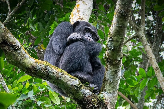 9-Day Private Uganda Wildlife Safari