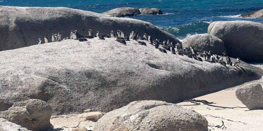 A Private Day Tour of Penguins, Cape Point & Table Mountain