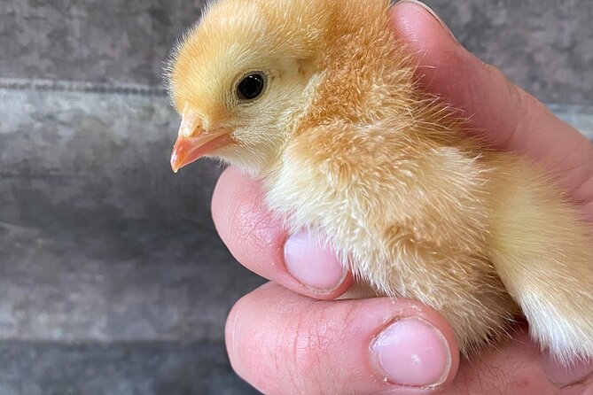 Adirondacks Farm Experience: A Review - Overview of the Farm Experience