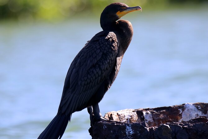 Adventure and Wildlife Watch Kayak Rentals in Sarasota