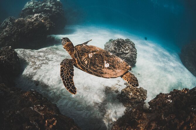 Afternoon Turtle Snorkel Sail From Maui