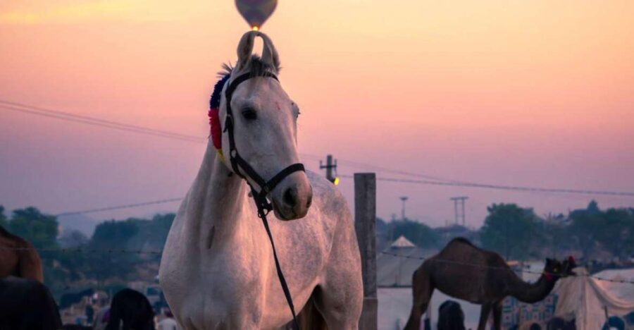 Agadir: Beach and Ranch Horse Riding Tour - Tour Overview