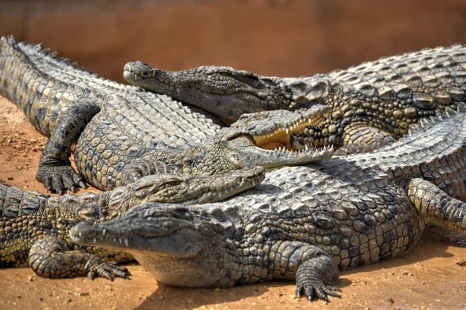 Agadir Crocoparc Tickets & Shuttle Service