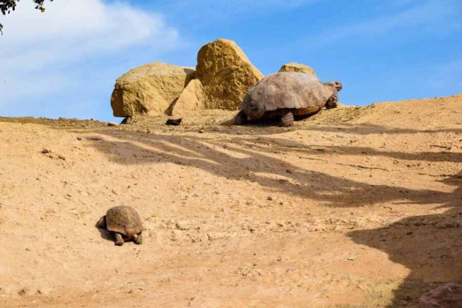Agadir: Goat on Trees & Crocodile Park Including Hotelpickup
