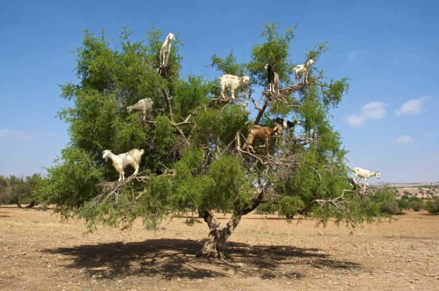 Agadir: Goat on Trees & Crocodile Park Including Hotelpickup
