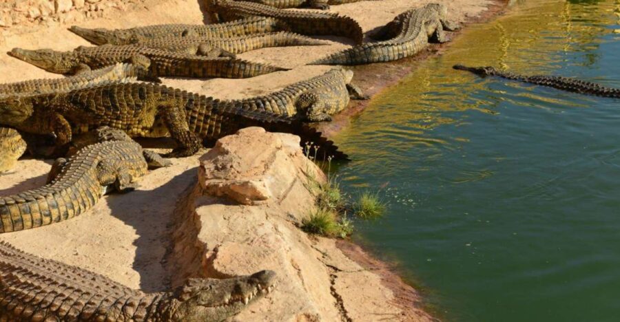 Agadir: Goat on Trees & Crocodile Park Including Hotelpickup