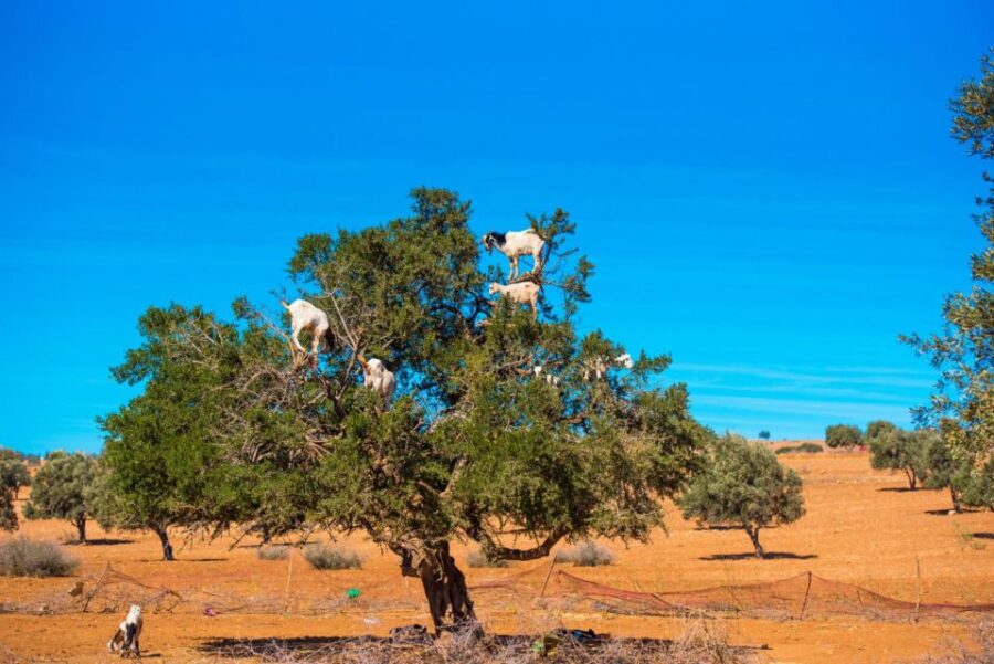 Agadir: Goat on Trees & Crocodile Park Including Hotelpickup
