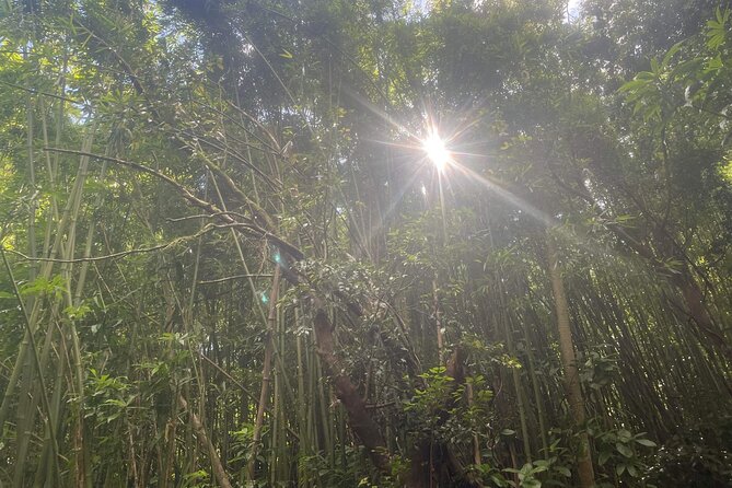 Aiea Loop Trail Hiking Review