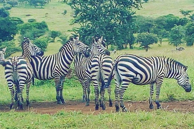 Akagera National Park Day Trip