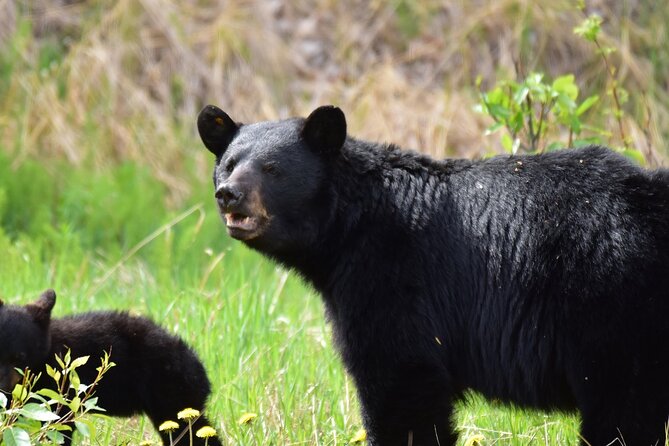 Alaska Wildlife Safari and Sightseeing Tour Review