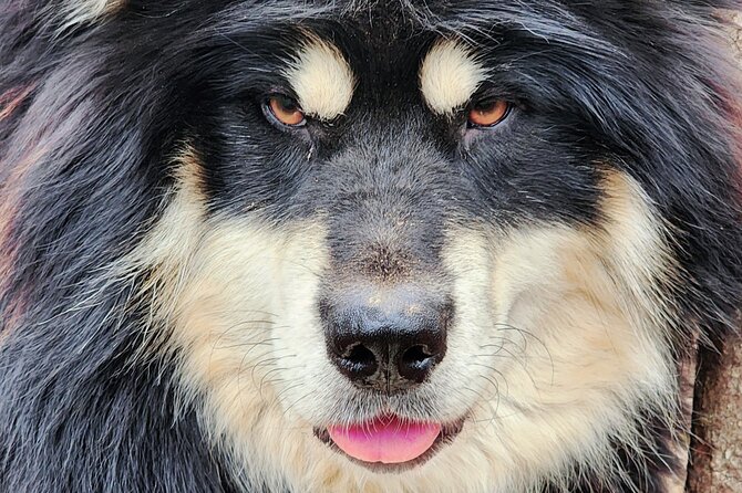 Alaskan Sled Dog Excursion in Fairbanks