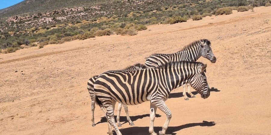 All-inclusive Big 5 Aquila Safari Game Drive Experience - Overview and Pricing