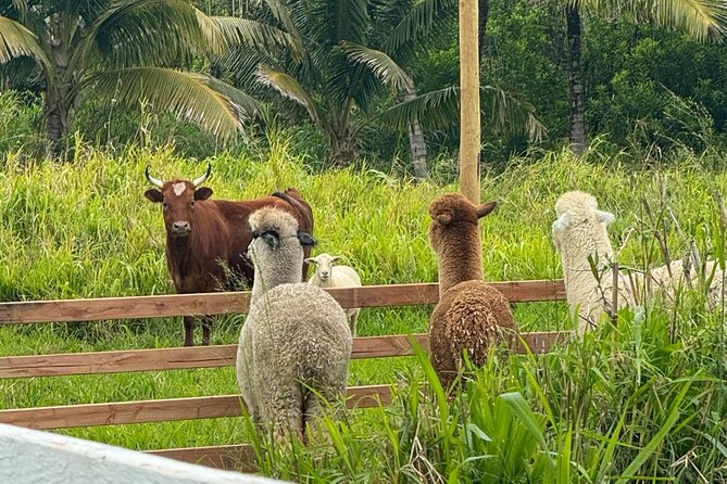 Alpaca Farm Experience on the Road to Hana - Setting the Stage: La Posta Farm
