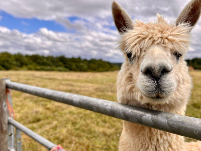 Alpaca Meet & Greet