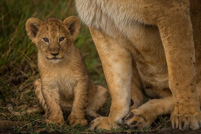 Amboseli National Park for 1 Night and 2 Days - Overview of Amboseli National Park