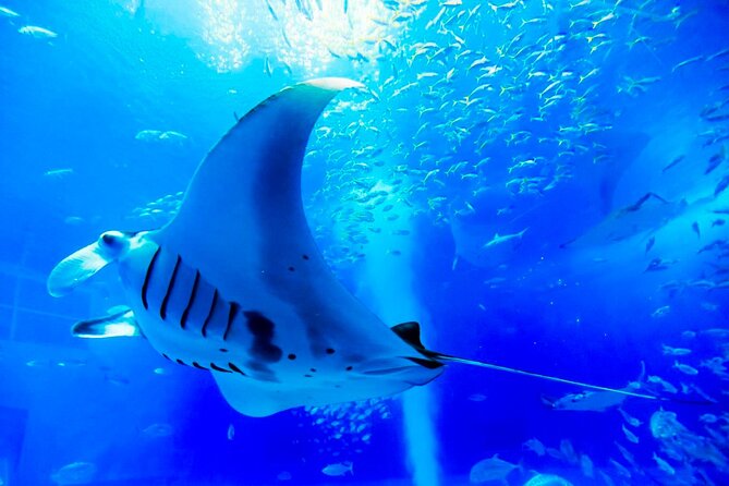 American Village &Okinawa Churaumi Aquarium Tour From Naha/Chatan - Tour Inclusions