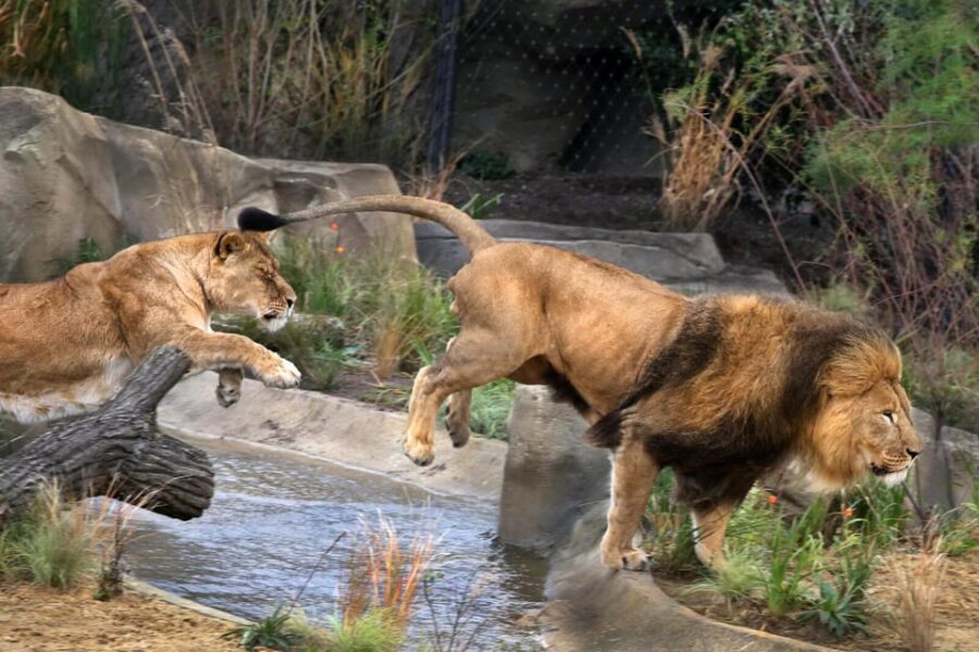 Amsterdam: ARTIS Royal Zoo and ARTIS Groote Museum Ticket - Ticket Pricing and Options