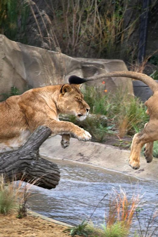 Amsterdam: Artis Royal Zoo & ARTIS-Micropia Combo Ticket