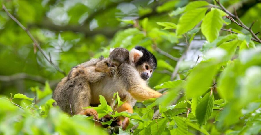 Apeldoorn: Apenheul Zoo Entry Ticket - Ticket Pricing Details
