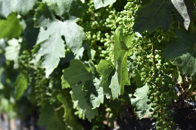 Apple Hill Wine Tasting Tours and Placerville Wine Tasting Tours