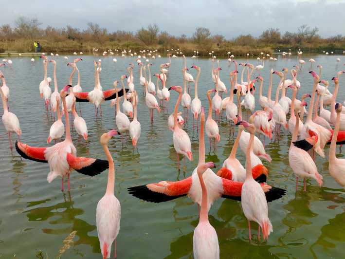 Arles & Camargue Regional Natural Park