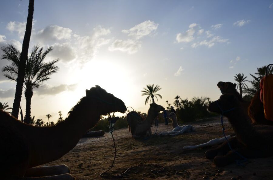 Around Marrakech: Camel Ride in Palm Groves Including Tea
