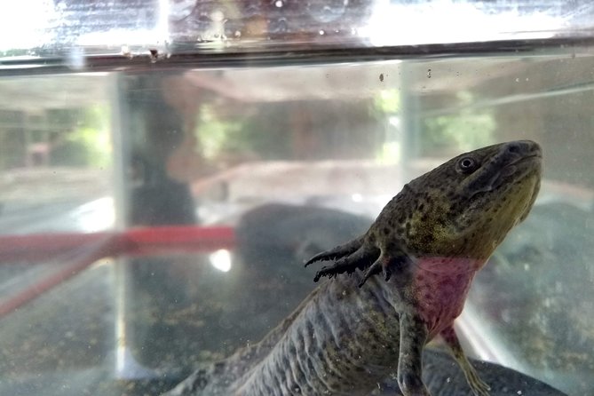 Axolotl Tour From CDMX