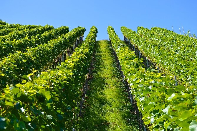 Azuga Wine Tasting on a Day Trip From Brasov