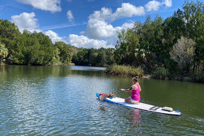 Backland Alligator Electric Paddle Tour - Overview of the Tour Experience