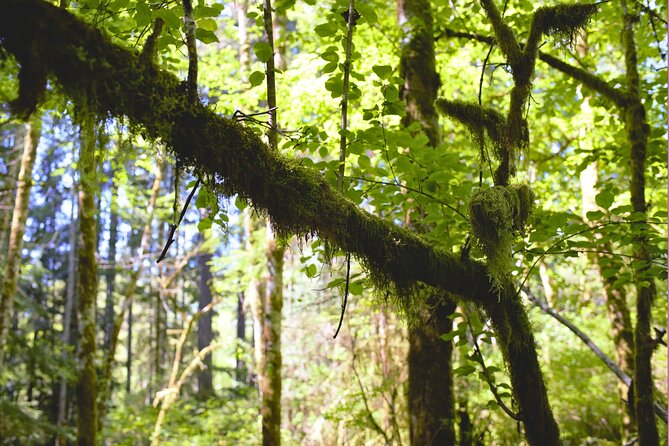 Bainbridge Island Serenity Forest Tour Review