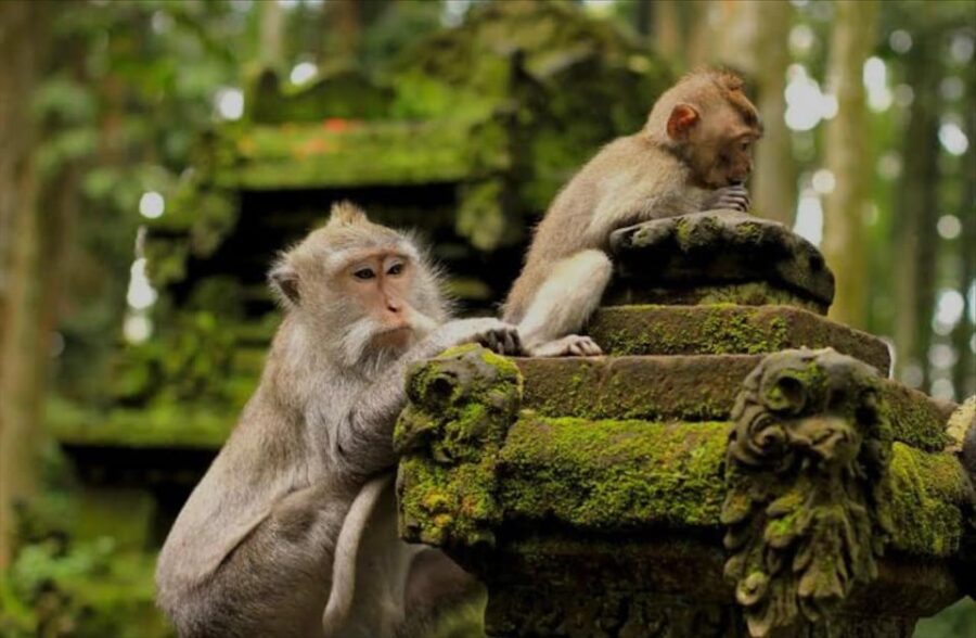 Bali: Bali Swing, Monkey Forest, Rice Terrace, Waterfall