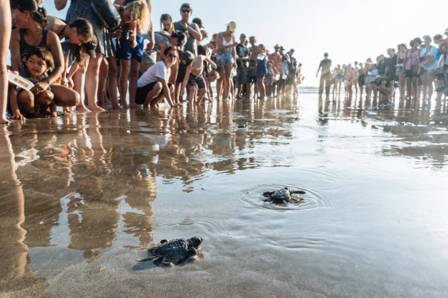 Bali: Turtle Release And Watersport Activities By Option