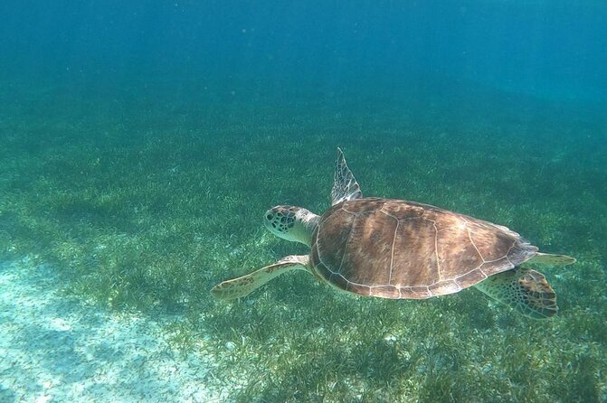 Beach Day Swim With Turtles and Pigs Excursion in Nassau