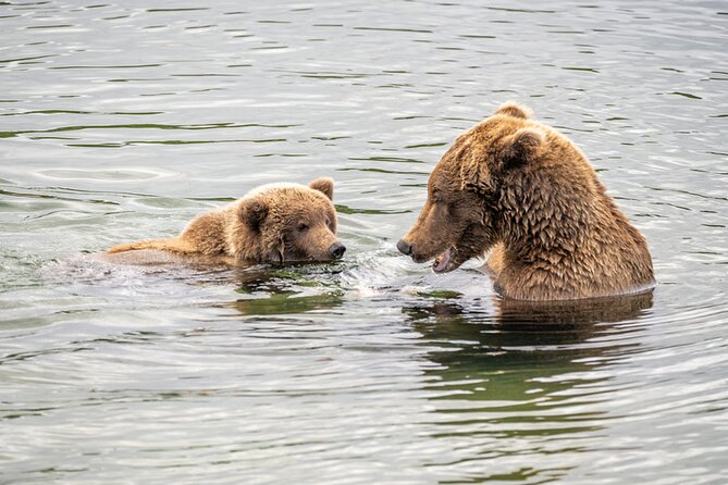 Bear Viewing at Brooks Falls in Katmai National Park