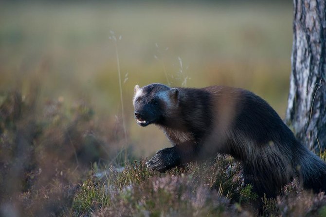 Bear Watching, Night Trip
