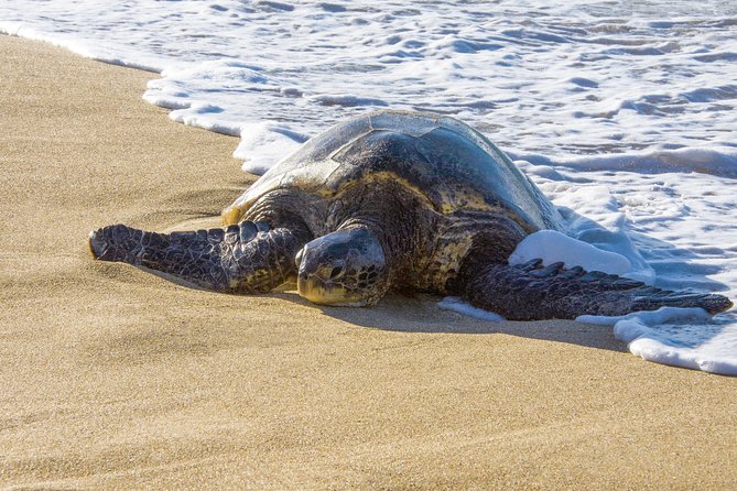 Best Highlights of Maui Review