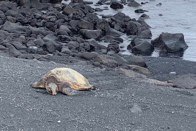 Best of Hilo and Hamakua Coast Review