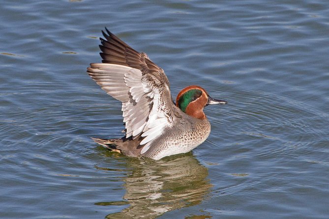 Birding in Tavira and Ria Formosa: Your Nemesis Bird Destination – Self-Guided