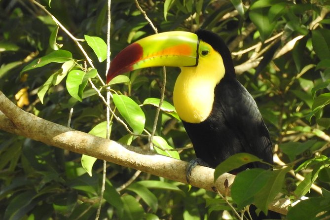 Birdwatching Sian Kaan Biosphere Reserve