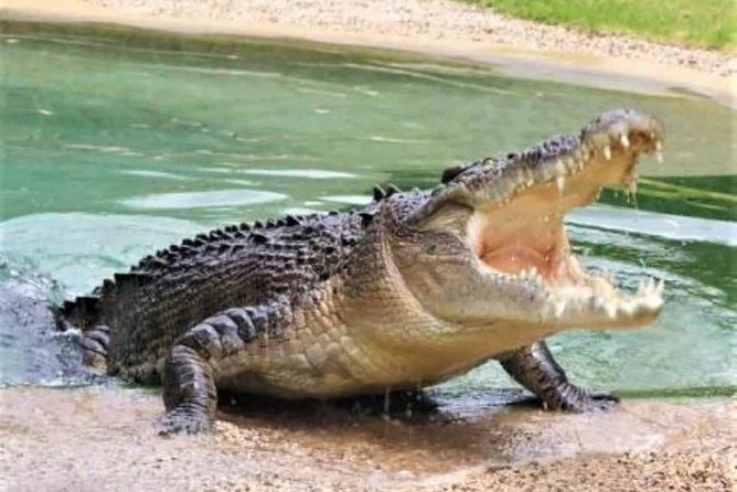 Black River Safari With Transport From Montego Bay