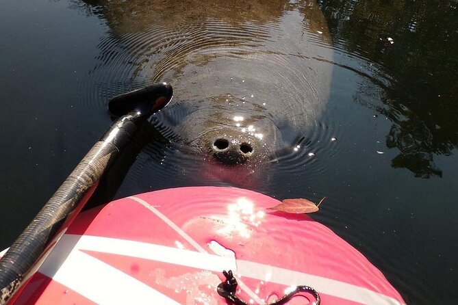 Blue Springs Manatee Tours & Wildlife Adventure Review