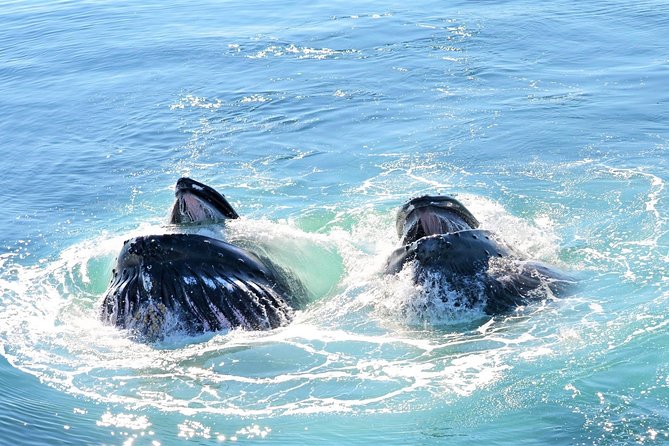 Boston Whale Watching Cruise by High-Speed Catamaran