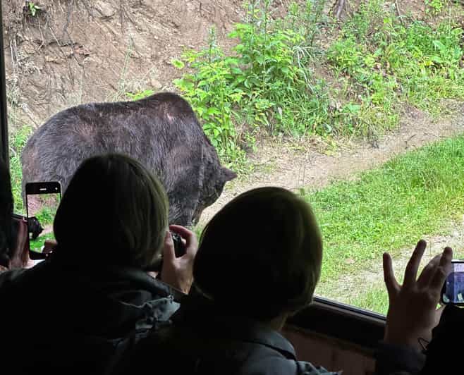 Brasov: Bear Watching in the Wild (From a Hideout)