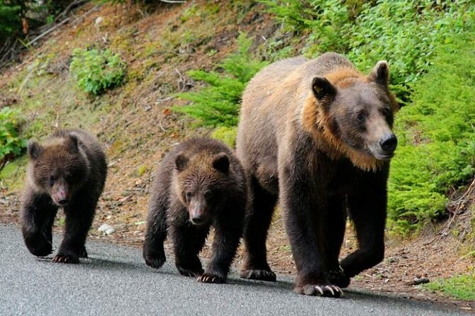 Brown Bear Watching Experience at the Bear Sanctuary