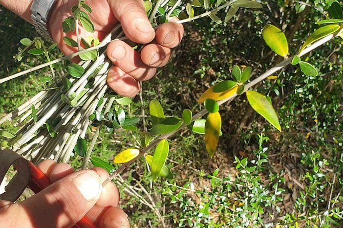 Build a Typical Sardinian Basket With Your Hands