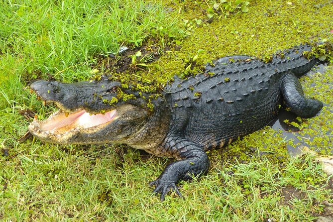 Bus From Miami to Everglades With Airboat Ride and a Free Picture