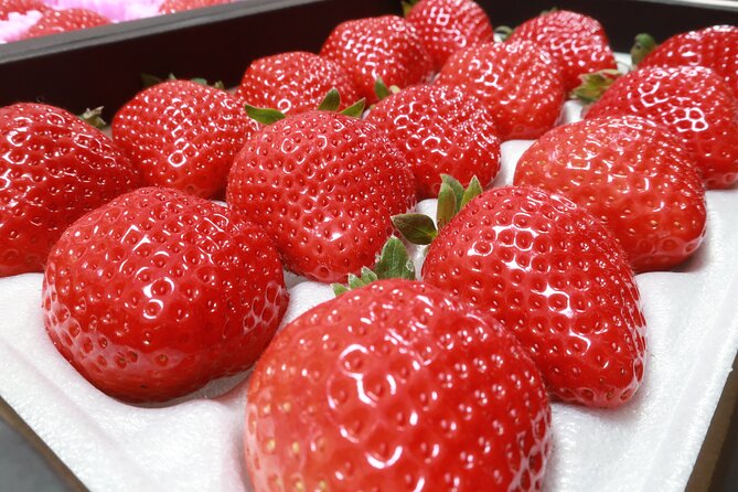  Bus Tour to Dazaifu Yanagawa And  Fruits Pick in Fukuoka