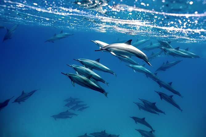 Cabo Wildlife SAFARI